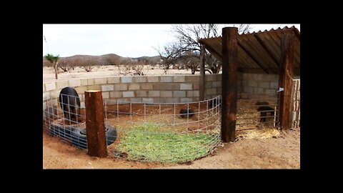 Building a Pig Pen - Organic Shape - Rehoming a Heritage Large Black Hog & Piglets _ Weekly Peek Ep1