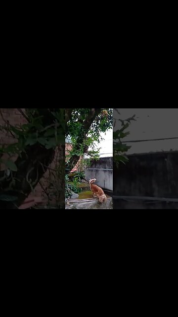 #dogshow , #animals , #dogs , #shorts