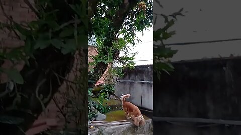 #dogshow , #animals , #dogs , #shorts
