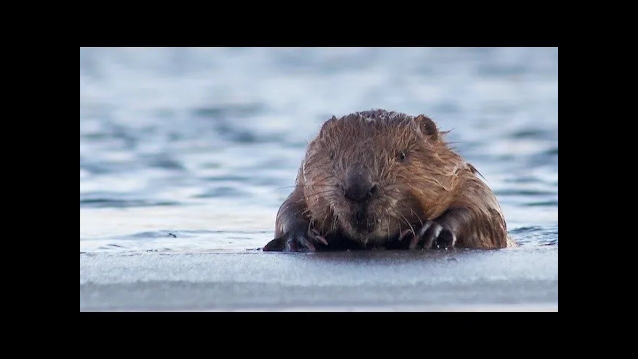 A BEAVER SIGHTING! Beaver Dam, Beaver Holes, Deer, and Blue Jays.