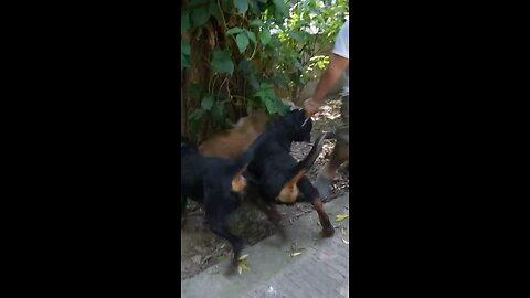 street dog vs 2rottwielers epic fight scene ☠️🫡