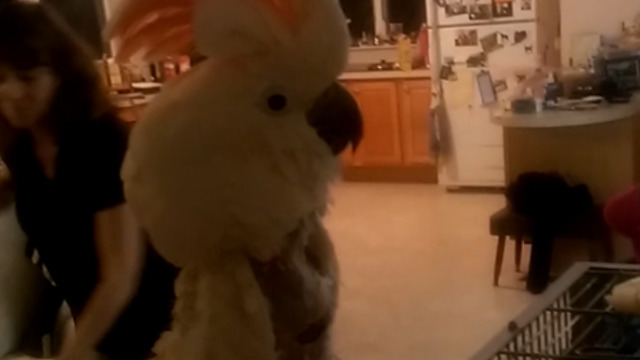 A Bird Dances To Backstreet Boys Music