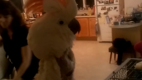 A Bird Dances To Backstreet Boys Music