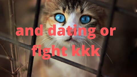 dating cats