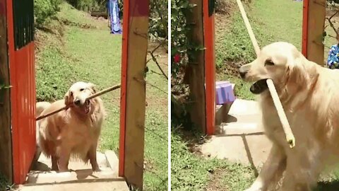 Labrador rottweiler persevering despite the difficulties.