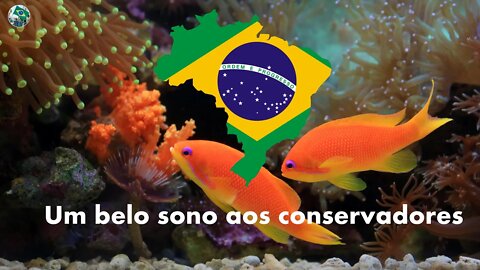 Um pouco de paz aos conservadores - Boa Noite #aovivo