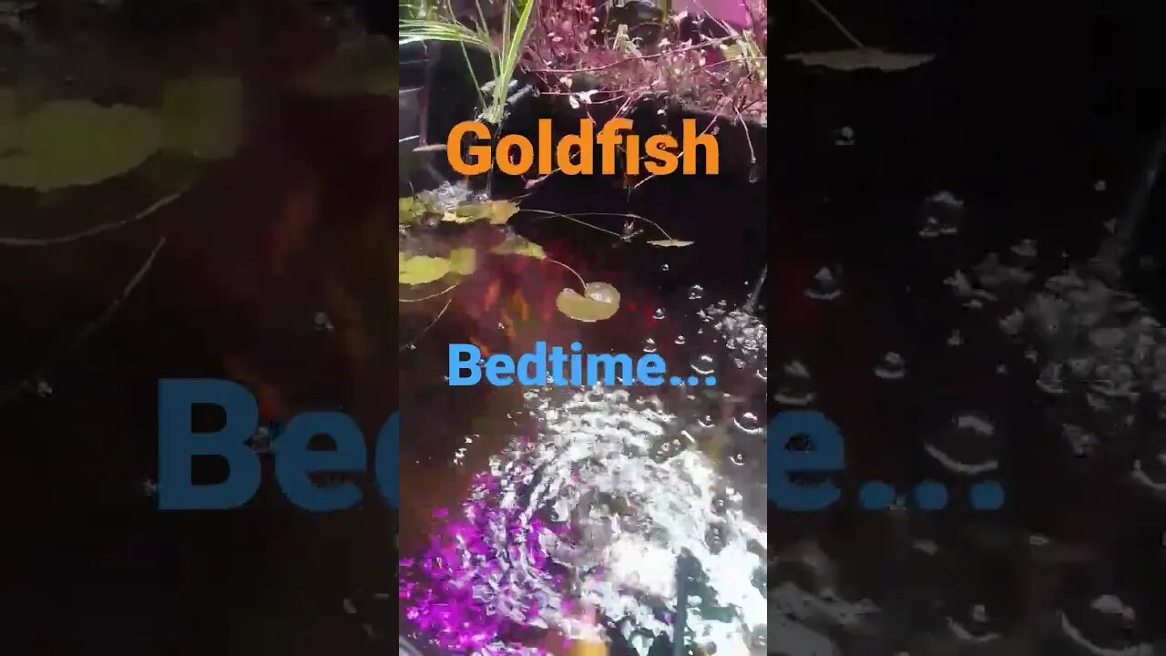 Bedtime for Fish