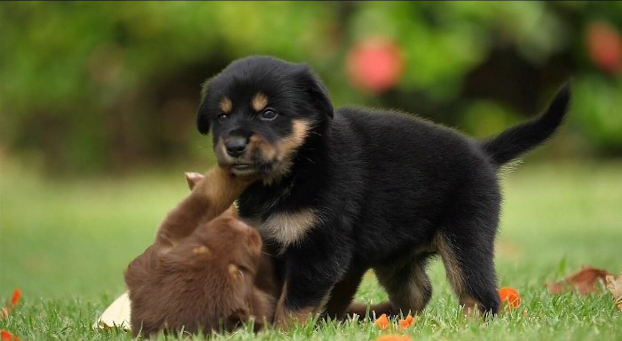 True friendship between puppy
