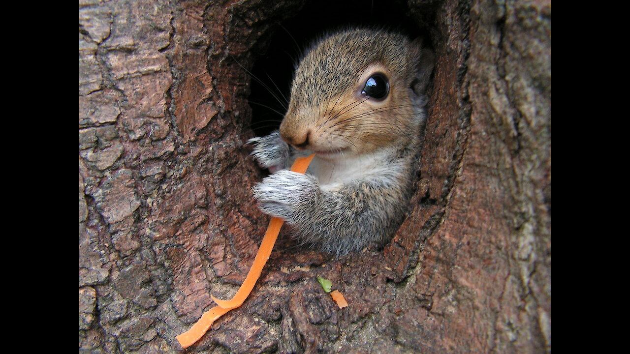 Baby Orphaned Tree Squirrels