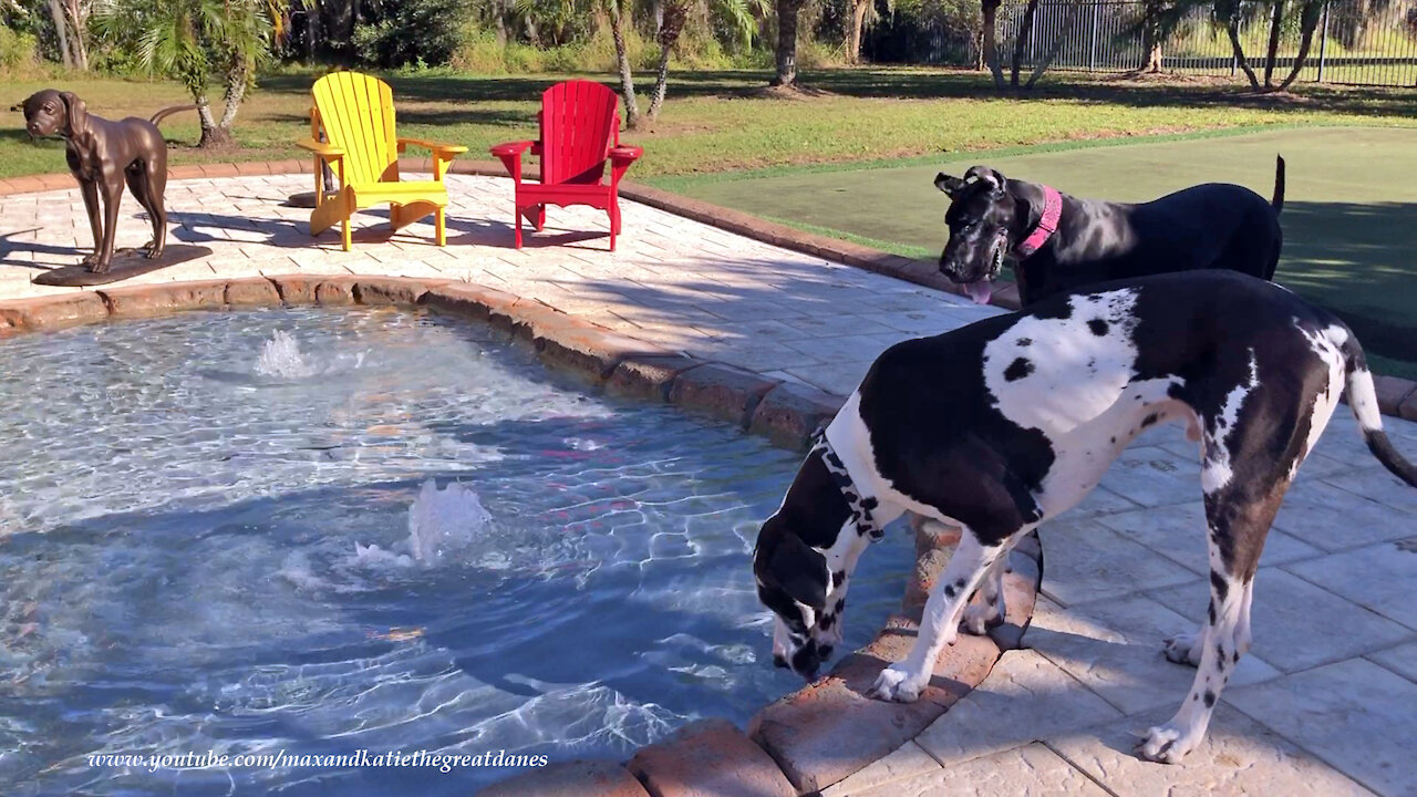 Happy Great Danes Enjoy Their First Drink Out Of Their New Pool