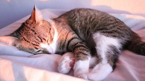 Cat Fell Asleep in the Evening Sun