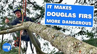 STOP THINNING mature DOUGLAS FIR trees, look at the research