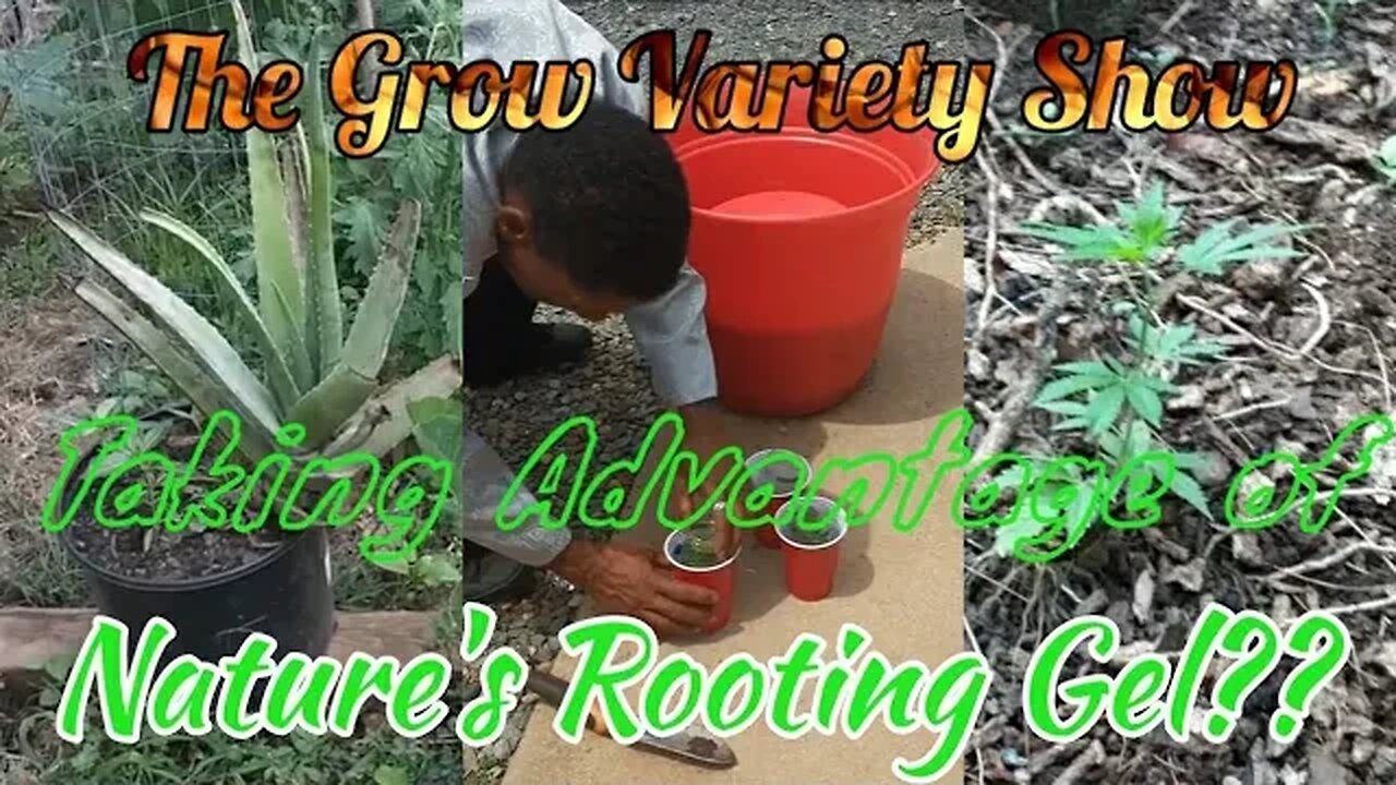 Natural Rooting Gel (The Grow Variety Show ep.201)