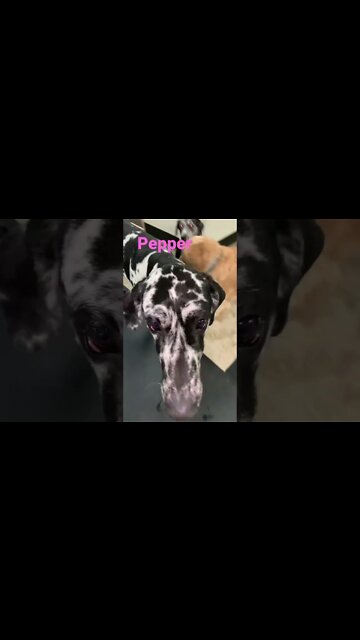 [Shorts 0173] PEPPER [#dogs #doggos #doggos #puppies #dogdaycare]