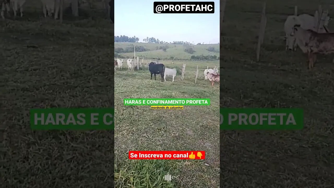 Afasta Boi, o rebanho tá como 🐮.AOBA #shorts #animals #bicho #roça #agro #agropecuaria #haras #short