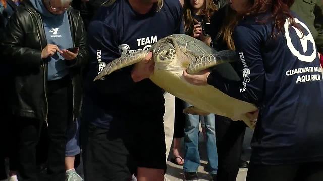 29 sea turtles released after being rescued from cold Gulf waters earlier this month