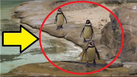 cute Penguins At The Zoo