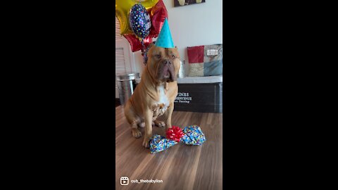 MASSIVE Pit Bull celebrates his 4th birthday 🦁🎂🥳