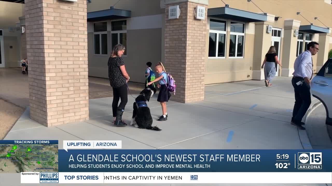 Meet the latest staff member at a Glendale school — a full-time therapy dog