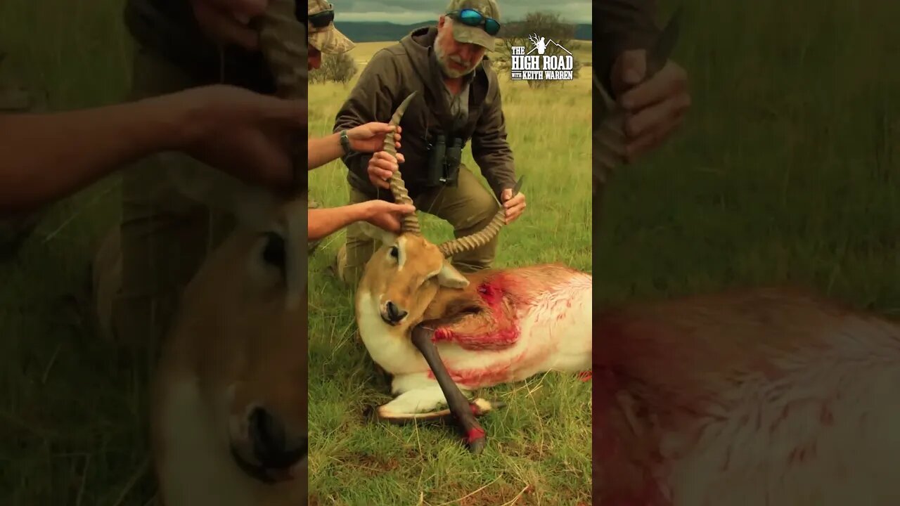 Broadhead RIPS into Lechwe Antelope!! #shorts