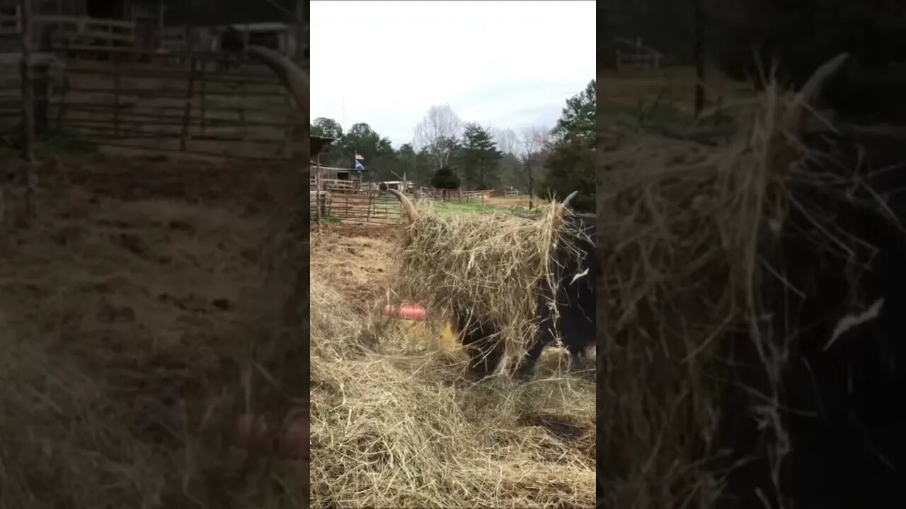Hiding in the hay