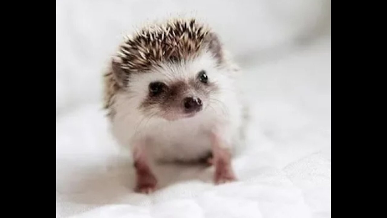 Cute Little Hedgehogs Compilation/Try not to Aww