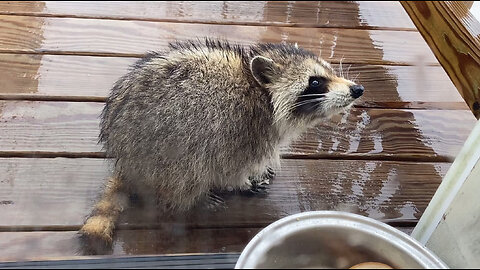 Tiny Raccoon Comes to the Door For Food