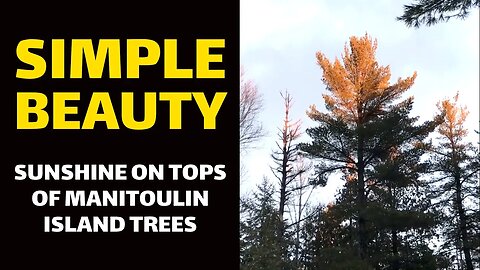 SIMPLE BEAUTY: Sunshine on Tops of Manitoulin Island Trees