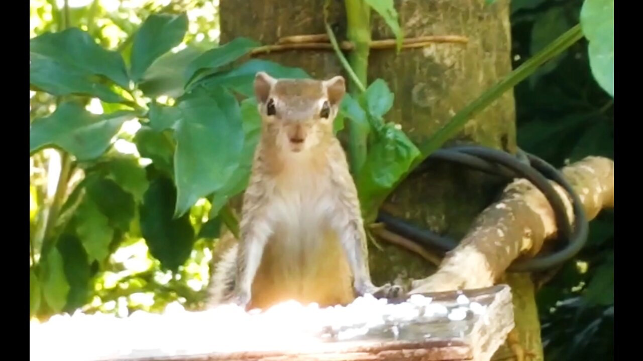 Squirrel Looking