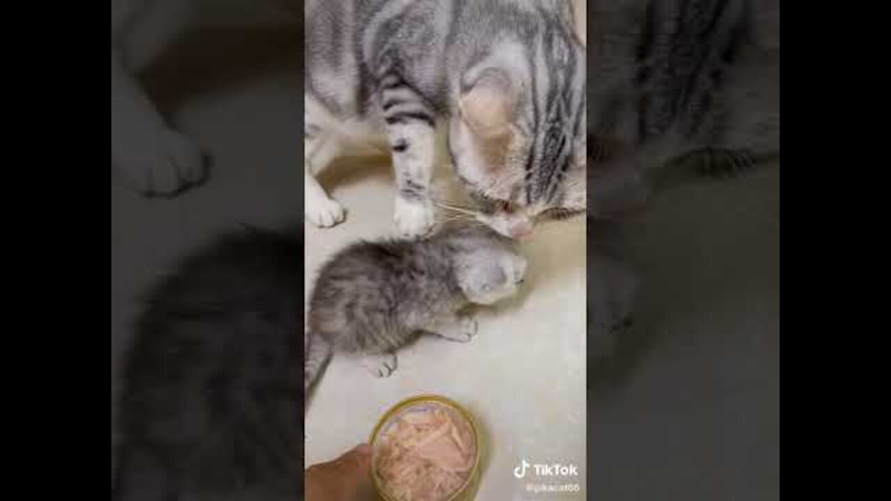 Lovely Cat, funny cats, funny cat videos 1306