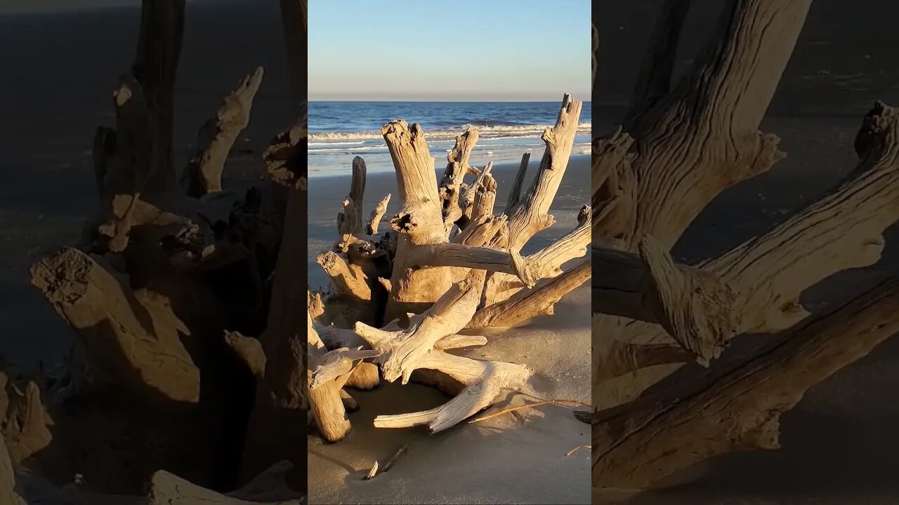 Sunset on the driftwood #shorts