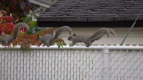 Squirrel Multi-Jump