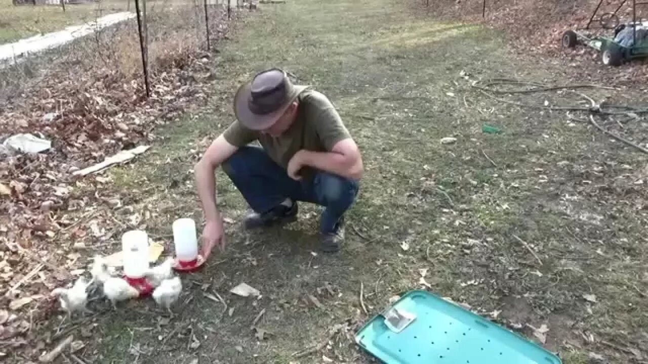 Chicks & Ducklings Outside First Time At The Off Grid Homestead