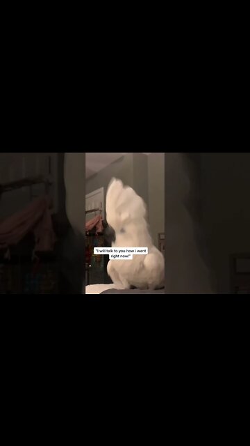 Most Amazing and trending video||relaxing your mind||trendig videos|| #shorts #trending #viral #live