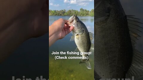 Largemouth bass on the WAR PIG