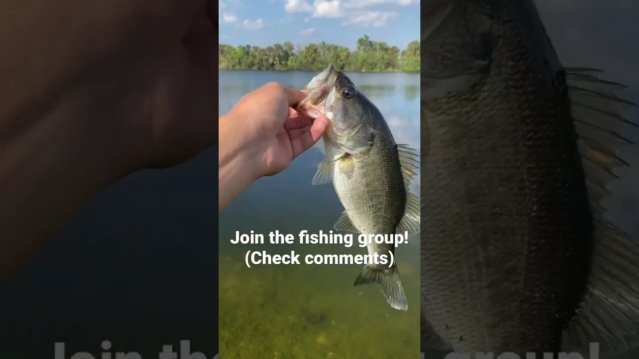 Largemouth bass on the WAR PIG