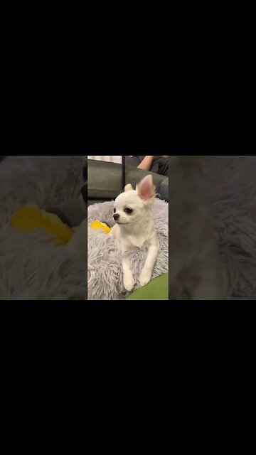 Get Ready to LOL with this Hilariously Adorable Puppy!
