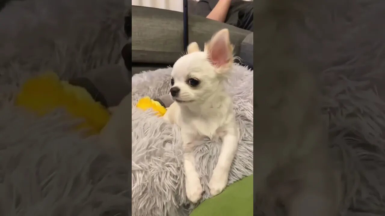 Get Ready to LOL with this Hilariously Adorable Puppy!