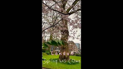 ロンドンの街中にも春が来た#Spring has come in London #shorts