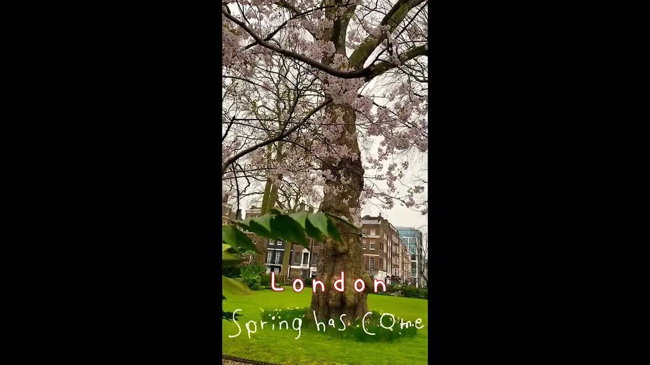 ロンドンの街中にも春が来た#Spring has come in London #shorts
