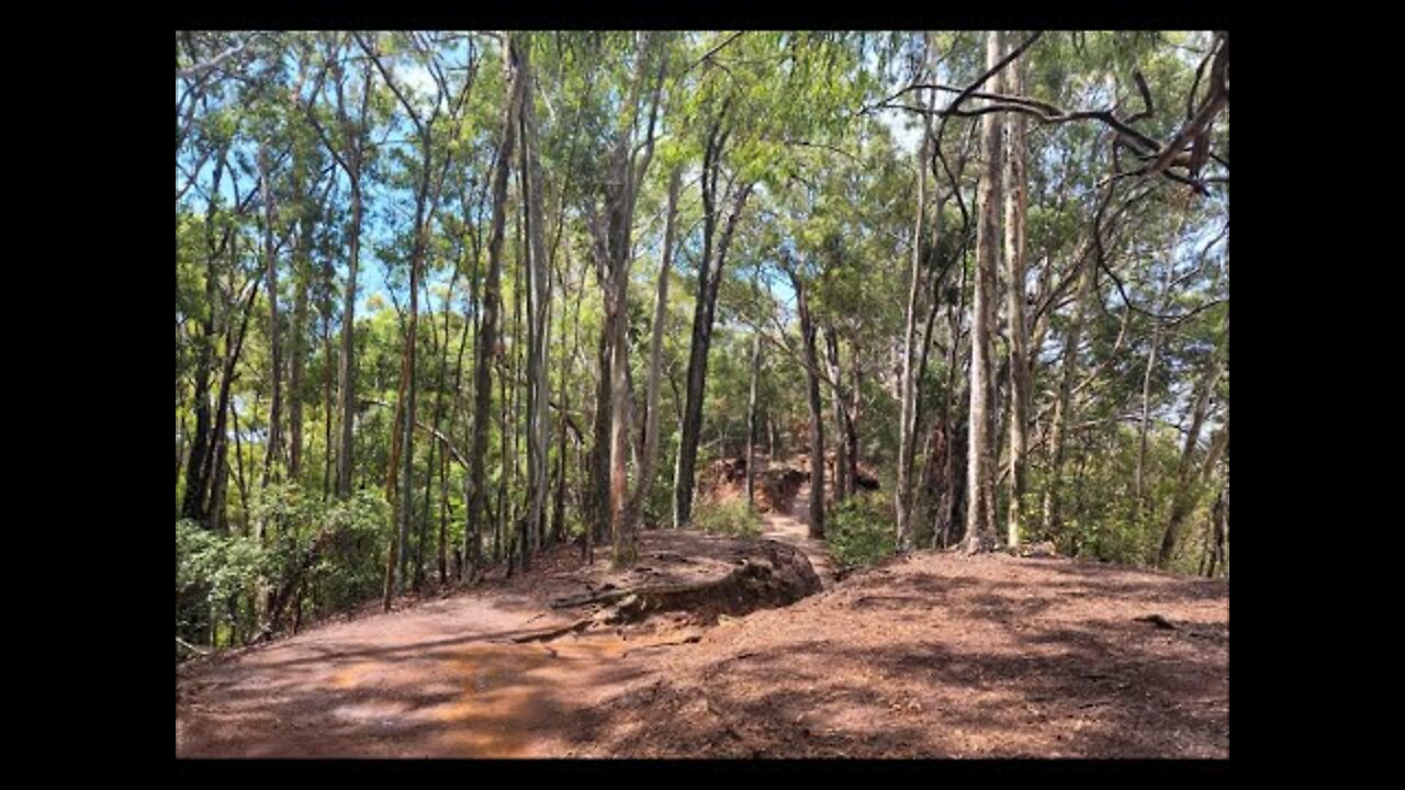 Nature Sounds | 5 Minute Hawaiian Forest | Rain & Talking Trees