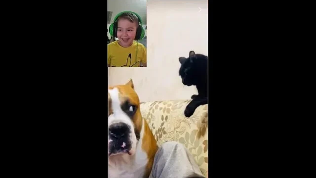 Little Tom Reacts to dog being told of by cat