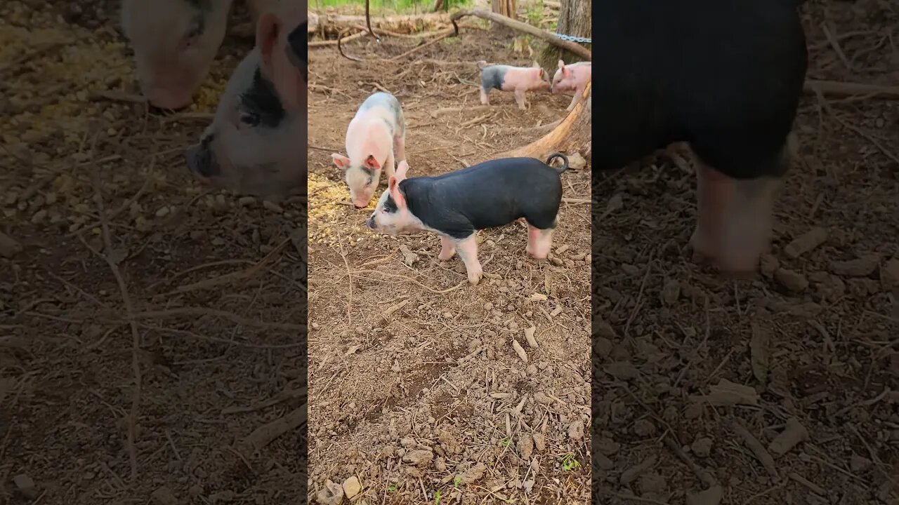 Cute, Curious Little Pigs @UncleTimsFarm #kärnəvór #carnivore #shorts #hereford #freerangepigs