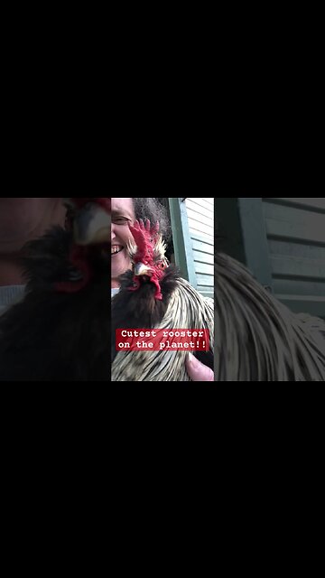 Clarence the Cutest rooster on the planet!!! Loves his cuddles and chats ❤️