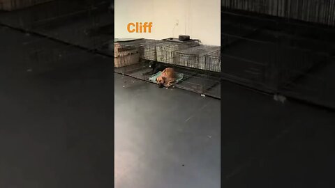 [Shorts 0045] CLIFF [#dogs #doggos #doggies #puppies #dogdaycare]