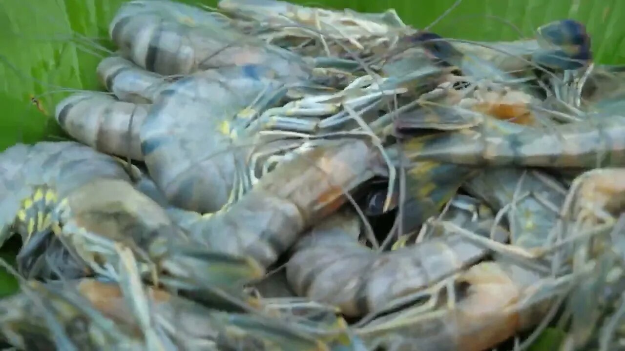 Shrimp eating in jungle, cooking on a rock | Primitive Wildlife-5