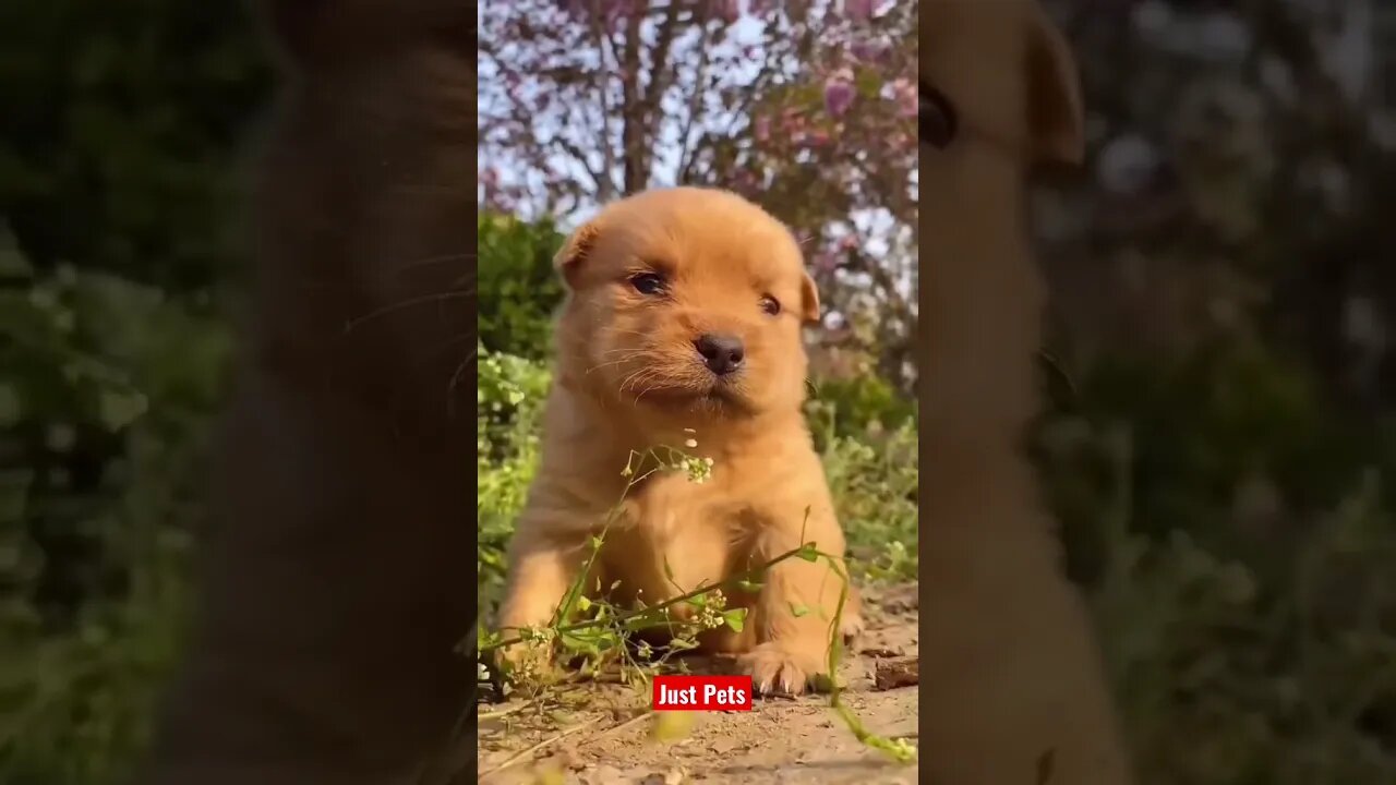 Cutest puppy on tiktok #cute #funnyanimals #tiktok #funnyvideos #dog #viral