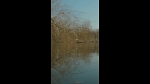 bird dive in water to catch the food