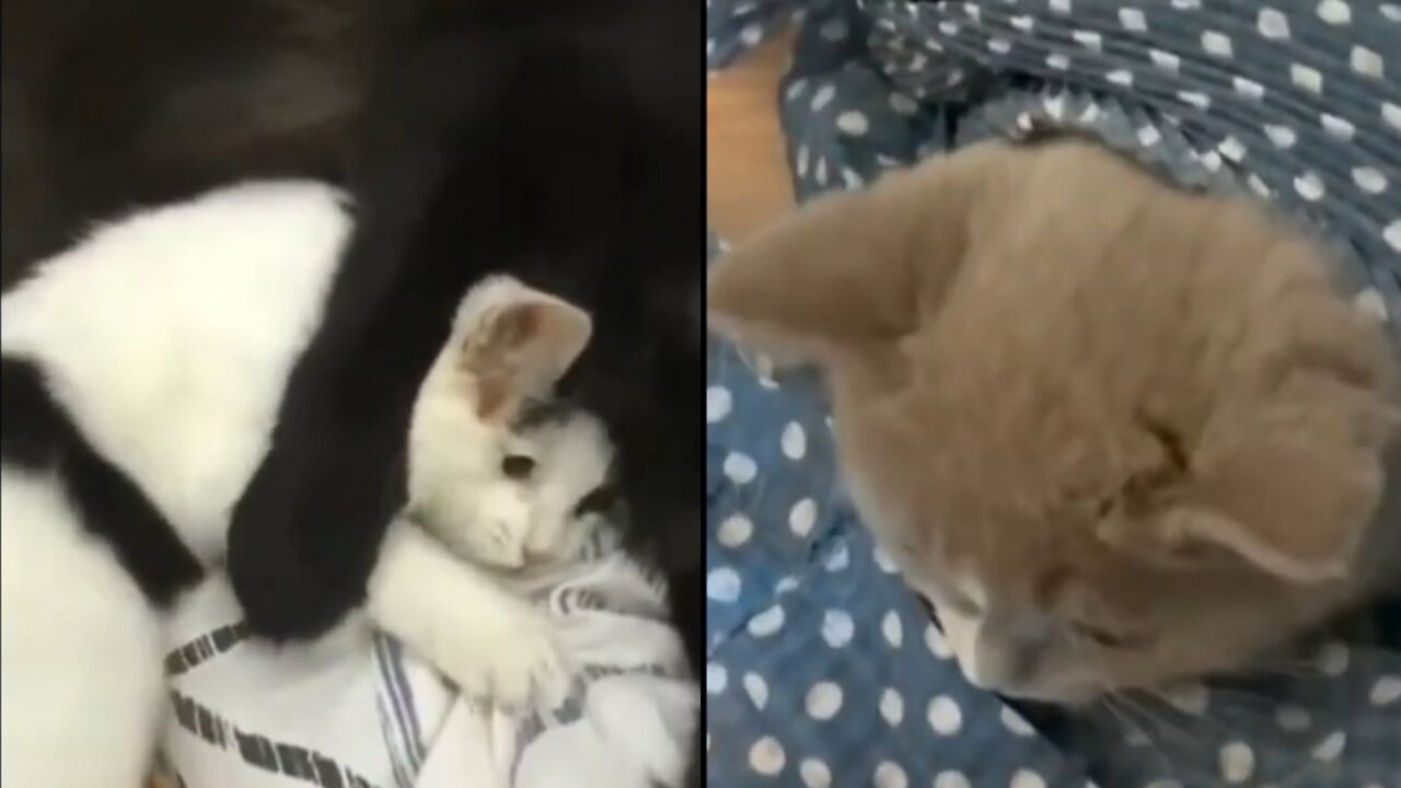 BEST CUTE FUNNY MOMENTS WITH CATS 🥰| IT'S SO CUTE 🥰