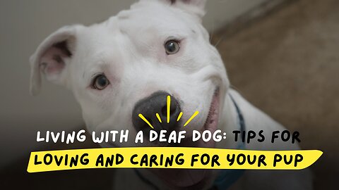 Living with a Deaf Dog: Tips for Loving and Caring for Your Pup